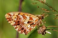 Boloria dia