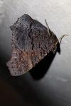 Aglais io