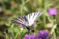 Iphiclides podalirius