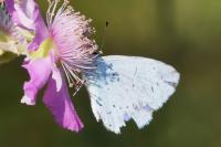 Celastrina argiolus