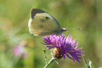 Pieris brassicae