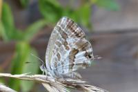 Cacyreus marshalli