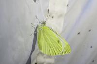 Pieris napi