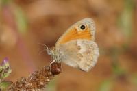 Coenonympha pamphilus