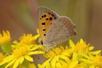 Lycaena phlaeas