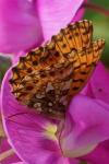 Boloria dia