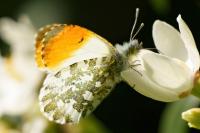 Anthocharis cardamines