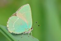 Callophrys rubi