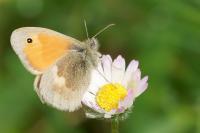 Coenonympha pamphilus
