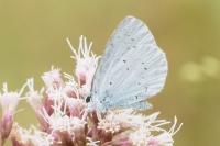 Celastrina argiolus