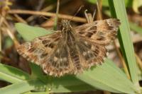 Carcharodus alceae