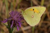 Colias crocea