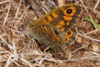 Lasiommata megera