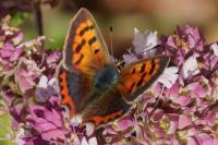 Lycaena phlaeas