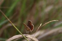Aricia agestis