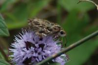 Carcharodus alceae