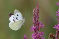 Pieris brassicae