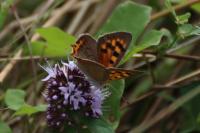 Lycaena phlaeas