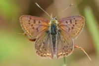 Lycaena tityrus