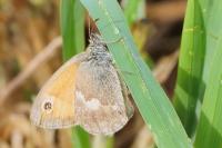 Coenonympha pamphilus