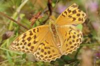 Argynnis paphia