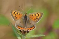 Lycaena phlaeas
