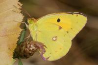 Colias crocea