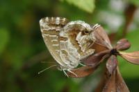 Cacyreus marshalli