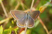 Polyommatus icarus