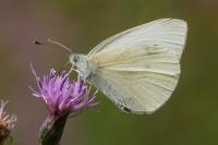 Pieris rapae