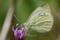 Pieris napi