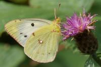 Colias crocea
