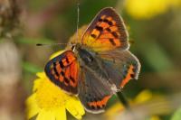 Lycaena phlaeas