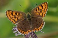 Lycaena tityrus