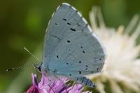 Celastrina argiolus