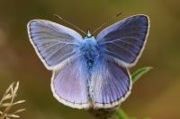 Polyommatus icarus