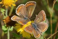 Aricia agestis