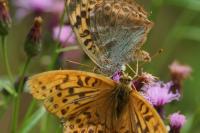 Argynnis paphia