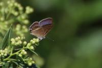 Lampides boeticus