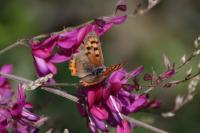 Lycaena phlaeas