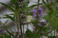 Pieris rapae