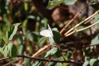 Pieris brassicae