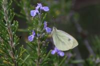 Pieris napi