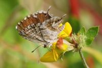 Cacyreus marshalli