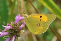 Colias crocea