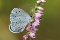 Celastrina argiolus