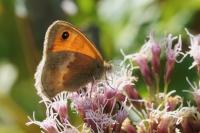 Coenonympha pamphilus