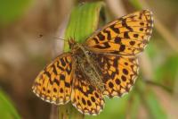 Boloria dia