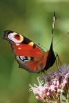 Aglais io