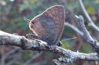 Leptotes pirithous